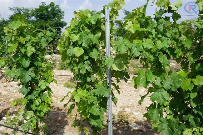 Viñedo Post
